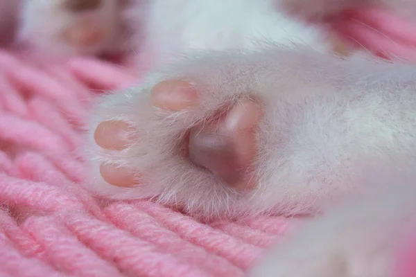 Cat\'s foot close-up. Cat pads. Kitten\'s leg. Animal body parts.