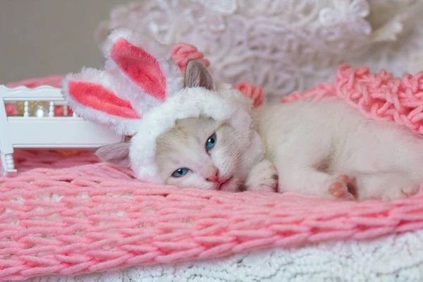 Hermoso gatito en orejas de conejo. Gato disfrazado de conejo. Lindas mascotas . — Foto de Stock