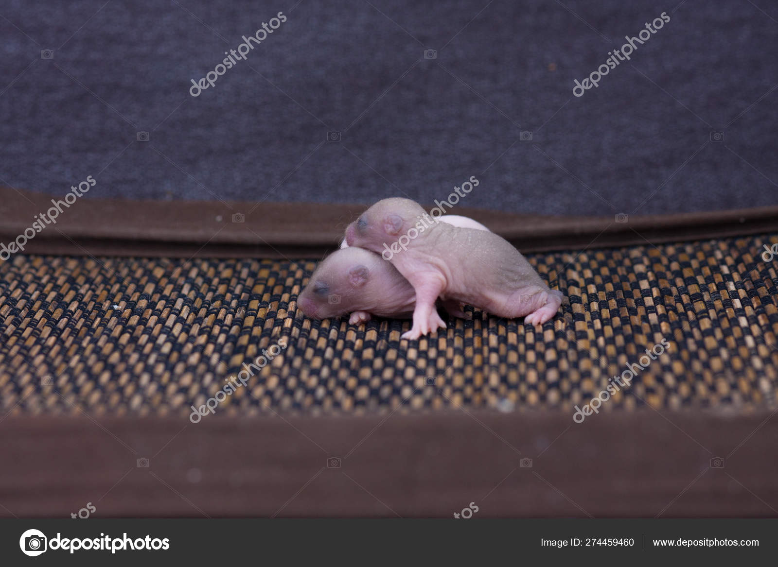 The Concept Of Wrinkles Newborn Baby Rats Are Sleeping Stock Photo Image By C Xxxenium7