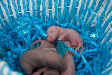 The concept of tenderness. Newborn baby rats lie in a blue basket. clipart