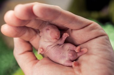 The concept of help. Newborn baby rats in a person's hand. clipart