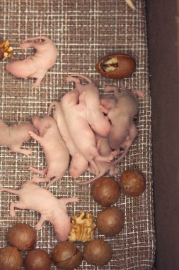 Fare dışkıları. Yeni doğan fareler bir yığın yatıyordu.