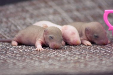 Körlük Kavramı Yenidoğan bebek sıçanlar henüz gözlerini açmadı.