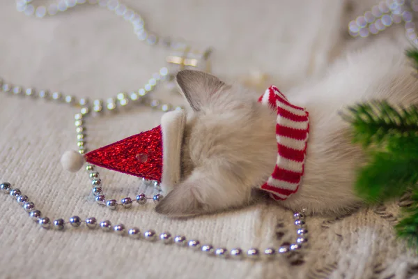 Christmas cat in Santa hat. The kitten went to sleep.