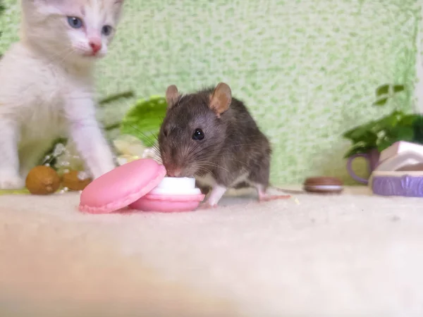 The rat eats at the background of the cat. — Stock Photo, Image