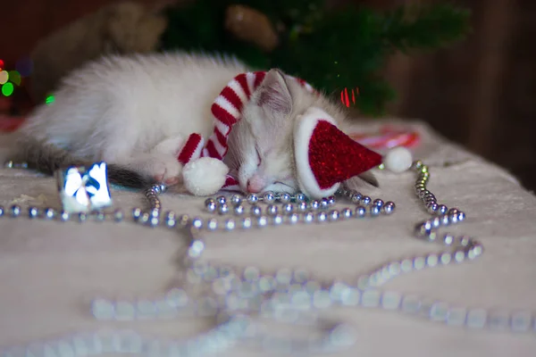 Das Konzept des Weihnachtswunders. Kätzchen schlief ein. — Stockfoto