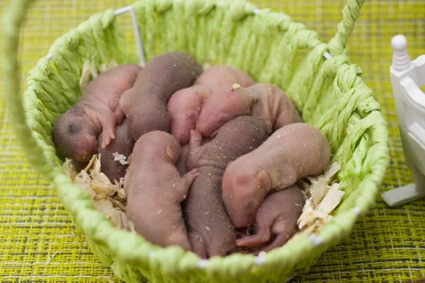 Neugeborene Ratten liegen in einem grünen Korb. Babymäuse schlafen. — Stockfoto