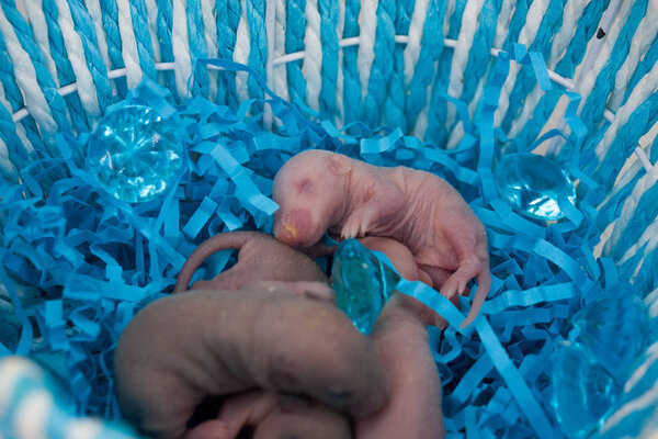 The concept of tenderness. Newborn baby rats lie in a blue basket.