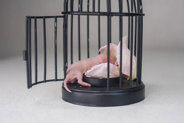 Ratón bebé durmiendo en una jaula. Ratas recién nacidas . —  Fotos de Stock