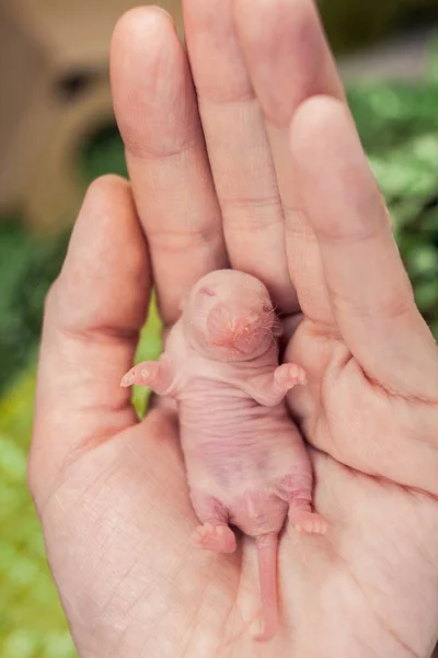Le concept de sans défense. Un petit de rat nouveau-né repose sur la paume humaine . — Photo