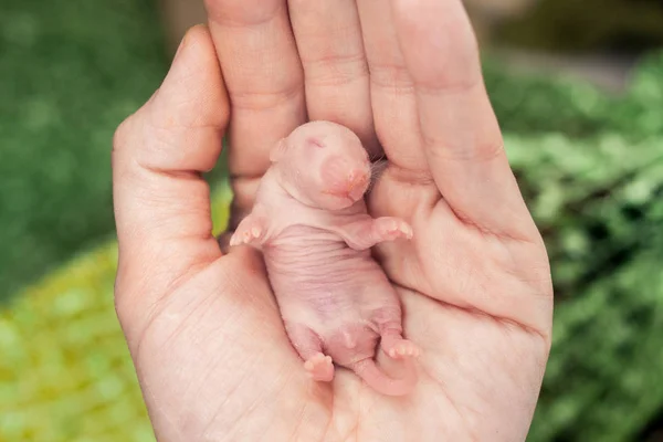 O conceito de tamanho pequeno. Ratos recém-nascidos na mão de uma pessoa adormecida . — Fotografia de Stock
