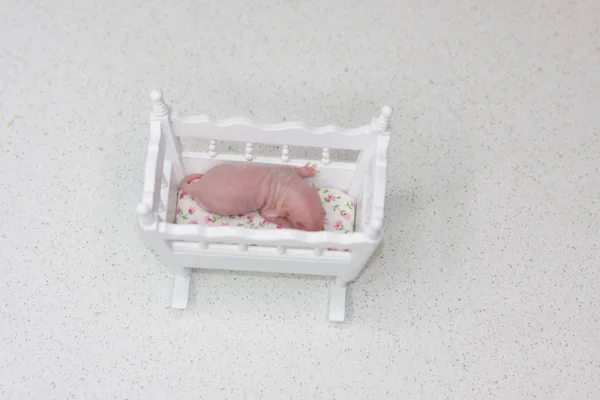 Koncept nového života. Novorozené krysy spí v kolébce. — Stock fotografie