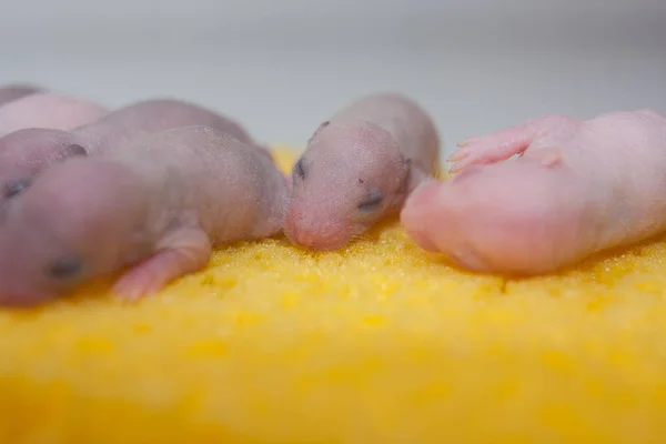 Conception de la vie. Des petits rats nouveau-nés. Petite souris dort . — Photo