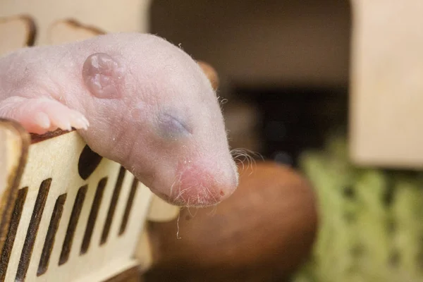 O conceito de visão. Filhote de rato recém-nascido com os olhos fechados . — Fotografia de Stock