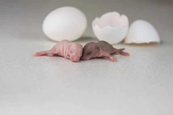 Concetto di nascita. Topi neonati nati nati da un uovo . — Foto Stock