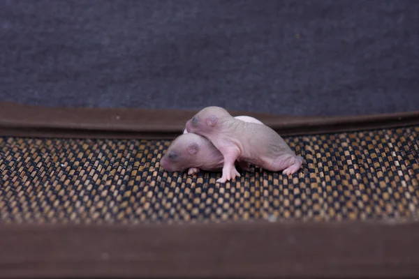 Begreppet rynkor. Nyfödda baby råttor sover. — Stockfoto