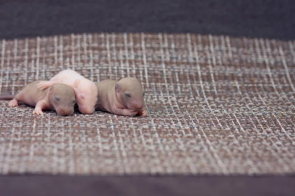 The concept of the birth of life.Newborn baby rats are sleeping. — Stock Photo, Image