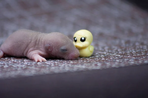 Koncept je malý. Malá myš s gumovou kachnou. — Stock fotografie