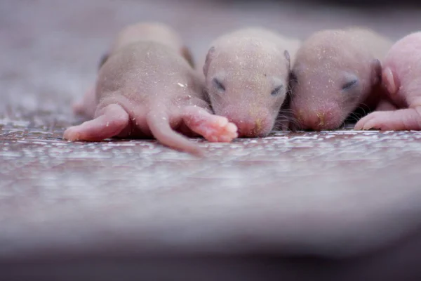 Annäherungskonzept. Neugeborene Ratten liegen nebeneinander. — Stockfoto