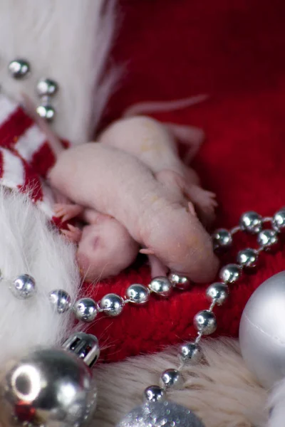 Weihnachtsmaus. Neugeborene Ratten sind im neuen Jahr Dekoration. — Stockfoto