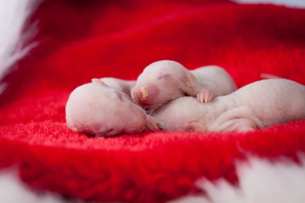 Le concept de parenté. Les bébés rats nouveau-nés s'étreignent . — Photo