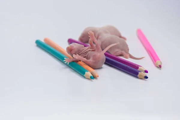 O conceito de criatividade infantil. Pequenos ratos com lápis de cor . — Fotografia de Stock