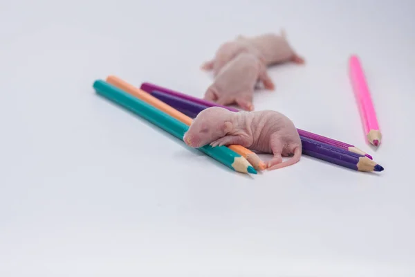 El concepto de creatividad. Ratones pequeños con lápices de color . —  Fotos de Stock