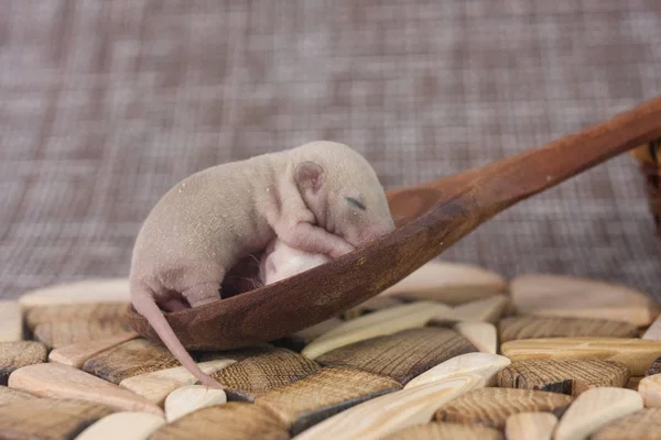 Rat maar de achtergrond van keuken dingen. Decoratieve huisdieren. — Stockfoto