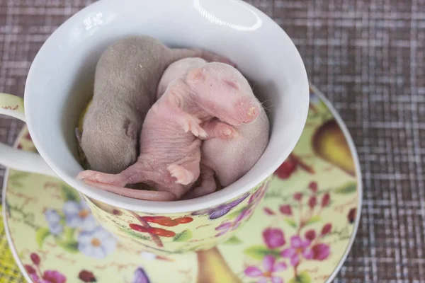 Nově narozené krysy leží v šálku. Malá mladá myš blízko. — Stock fotografie