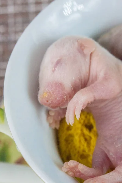 The concept of weakness. Baby rat closeup.