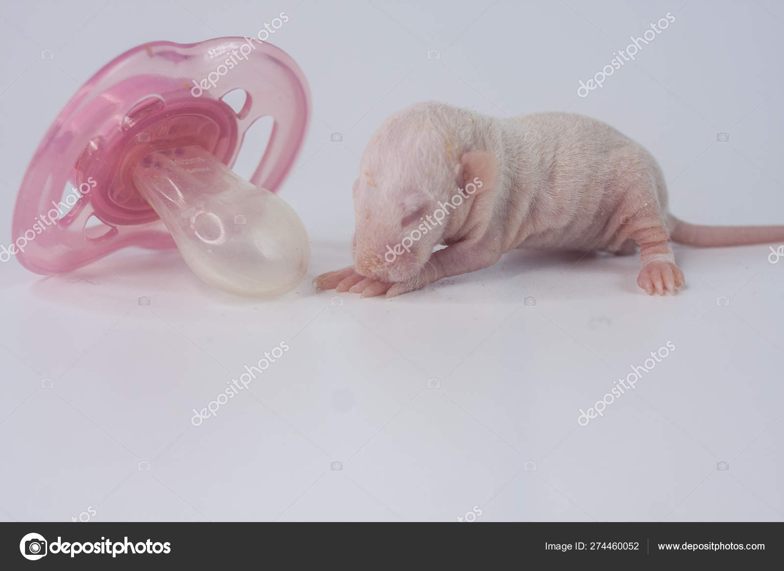 The Concept Of Child Development Little Rat On The Background Of The Baby S Nipples Stock Photo Image By C Xxxenium7