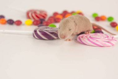 Şekerli fare. Tatlılar ile Yenidoğan sıçan.