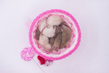 Isı kavramı. Fareler dar bir kutuda yatıyor..