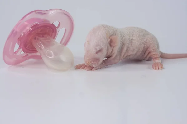 El concepto de desarrollo infantil. Pequeña rata en el fondo de los pezones del bebé . —  Fotos de Stock