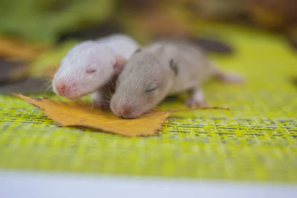 Konzept der Blindheit. Mäuse mit geschlossenen Augen. Junge Ratten aus nächster Nähe. — Stockfoto
