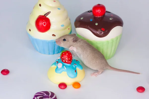 Fogalma desszert. Patkány a háttérben a színes édességek. — Stock Fotó