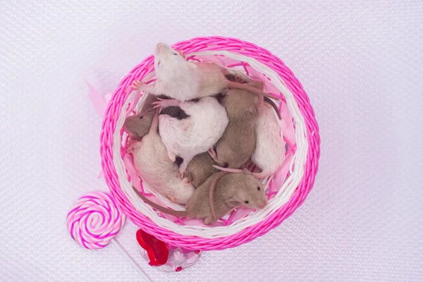 El concepto de una gran familia. Ratas recién nacidas duermen en una caja . — Foto de Stock