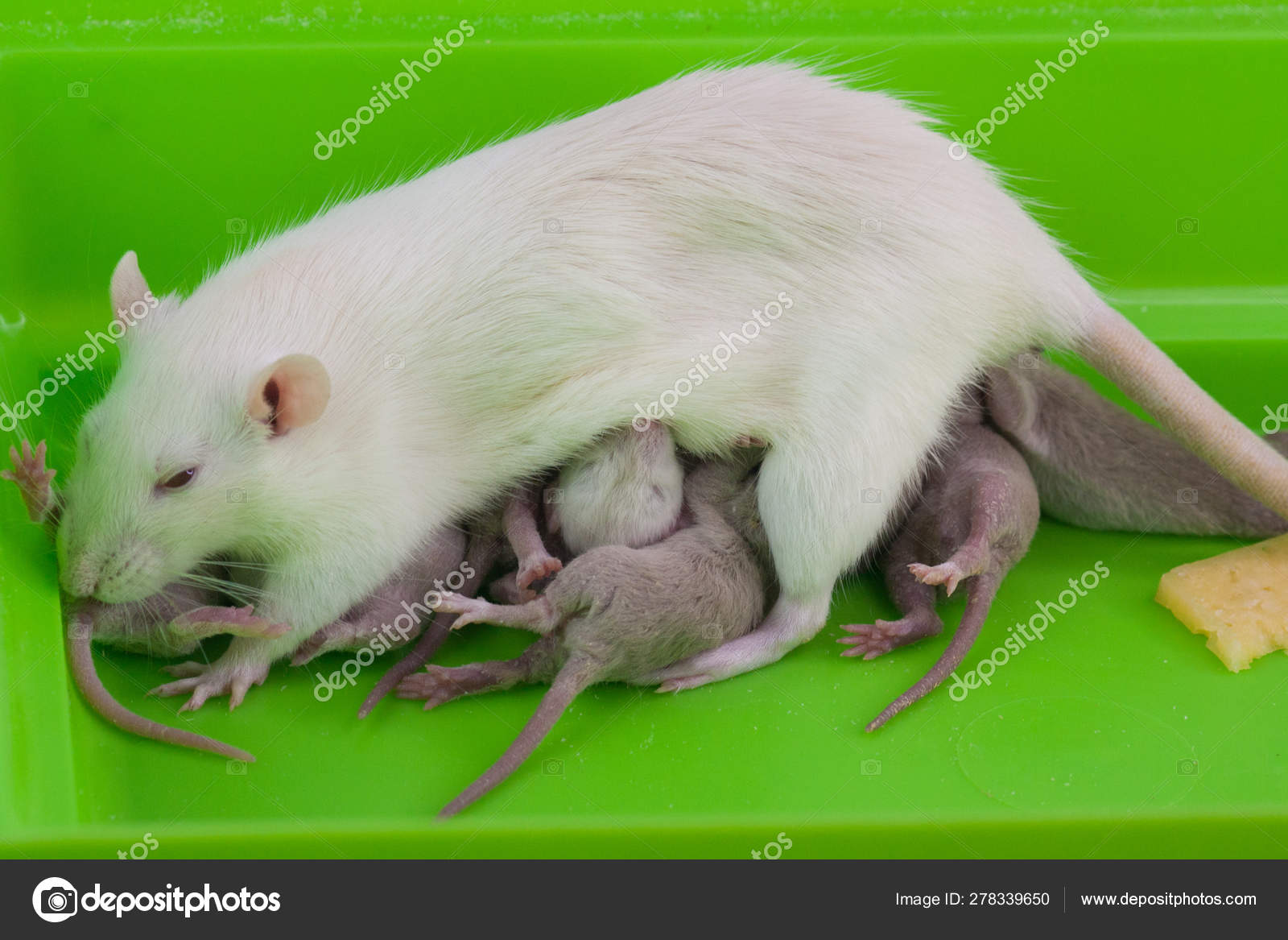 The concept of mothers milk. Mother mouse feeds her newborn cubs. Stock  Photo by ©xxxenium7 278339650