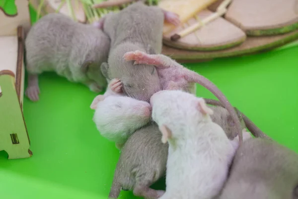 Ratten nakomelingen zijn in één stapel. Decoratieve jonge knaagdieren. — Stockfoto