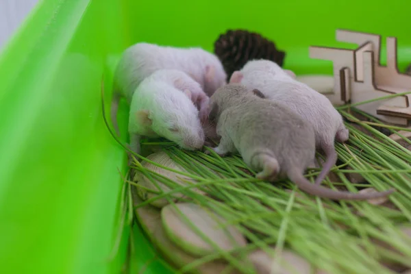 Neugeborene Mäuse befinden sich im Käfig. Kleine Ziernagetiere. — Stockfoto