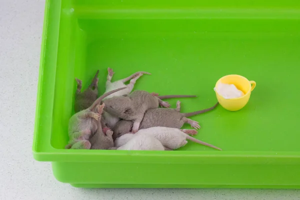 Small young rats are in a green cell. Home decorative newborn rodents.