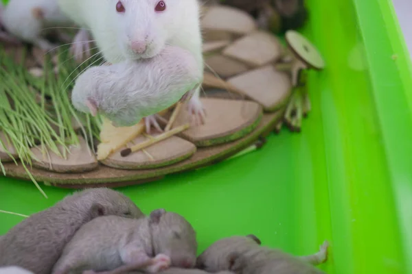 Krysa nosí v zubech mládě. Malá myš kousne jeho dítě. — Stock fotografie