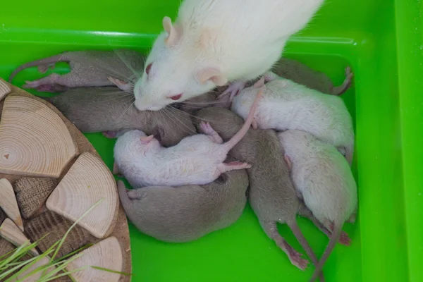 Mutter Ratte streichelt ihre Kinder. Kleine dekorative Nagetiere sitzen im Käfig. — Stockfoto