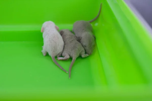 Τρία μικρά νεογέννητα ποντίκια βρίσκονται στη γωνία του κλουβιού.. — Φωτογραφία Αρχείου