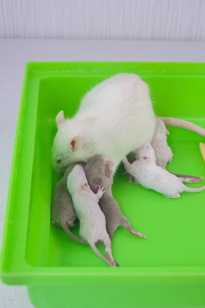 Mãe rato abraça seus filhotes. Família de roedores decorativos close-up . — Fotografia de Stock