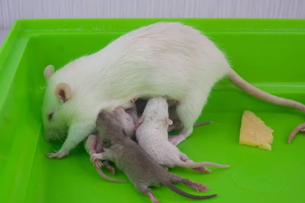 Szczur karmi młodego. Małe myszy ssać mamusie mleko. — Zdjęcie stockowe