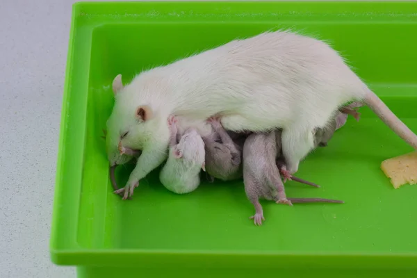 Het concept van babyvoeding. Pasgeboren ratten zuigen moeders melk. — Stockfoto