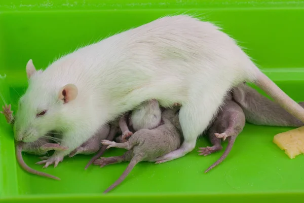 O conceito de leite materno. Mãe rato alimenta seus filhotes recém-nascidos . — Fotografia de Stock