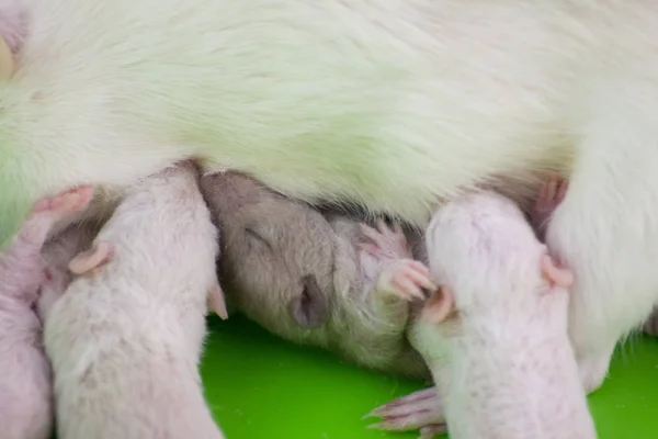 Het concept van het moederschap. Kleine muis drinken melk van de moeder. — Stockfoto