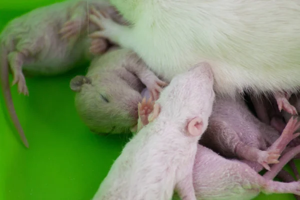 Little newborn rats lie next to their mother. The family of rodents. — Stock Photo, Image